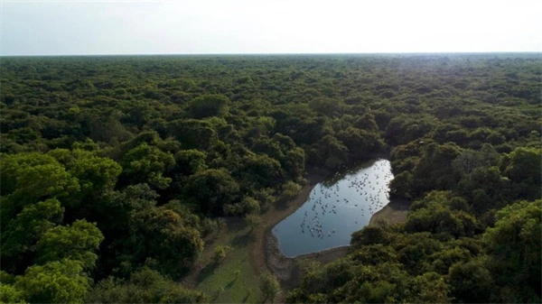 Aerial view of forest and waterhole in Brazil's Emerald Oasis.