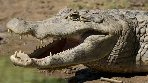 A crocodile with open jaws in Brazil's Emerald Oasis.