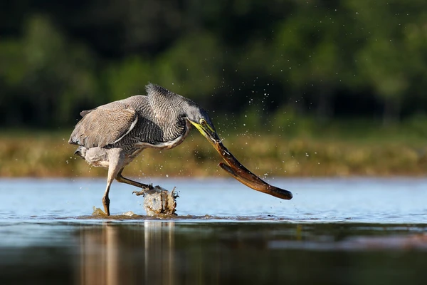 A heron catches a fish in water, from "Pantanal Selvagem".
