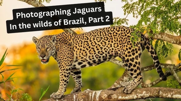 A jaguar stands on a tree branch, in "Pantanal Selvagem".