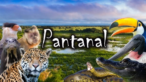 Various wildlife in Pantanal, shown in "Pantanal Selvagem".